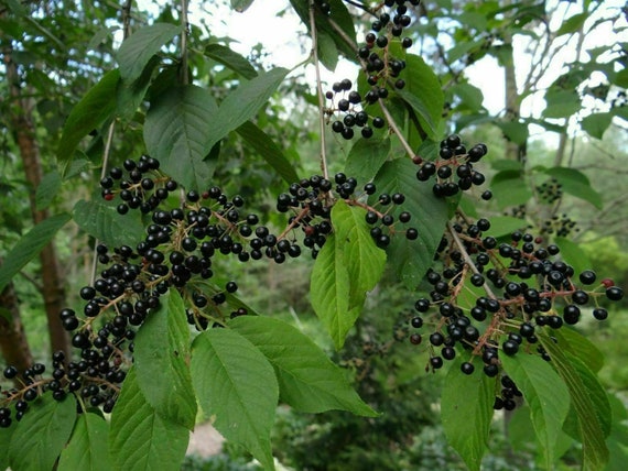 Manchurian Cherry (Prunus maackii) Seeds