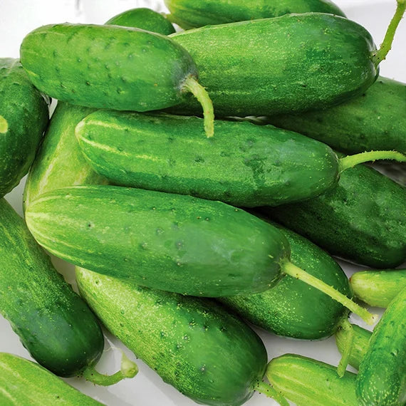 Cucumber Seeds - Double Yield