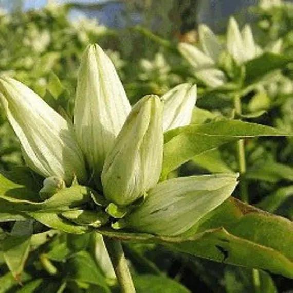 Cream Gentiana Flower Seeds for Planting, NON GMO Seeds for planting in home garden