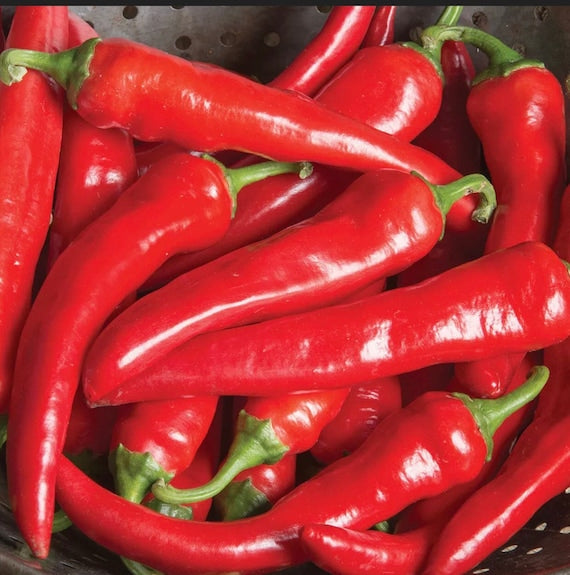  thick and long red cayenne peppers on upright plant

