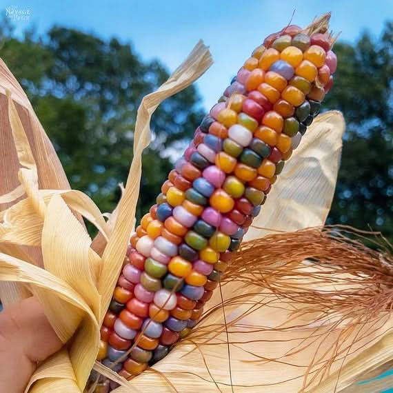 Glass Gem Rainbow Corn Seeds for Planting – Heirloom & Non-GMO, Colorful Organic Popcorn Corn