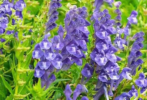 Chinese Skullcap Flower Seeds for Planting, NON GMO Seeds Dhara Seeds