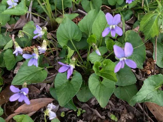 Blue Violet Flower Seeds for Planting, NON GMO Seeds Dhara Seeds
