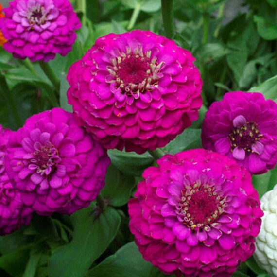 Zinnia Seeds - Lilliput Purple