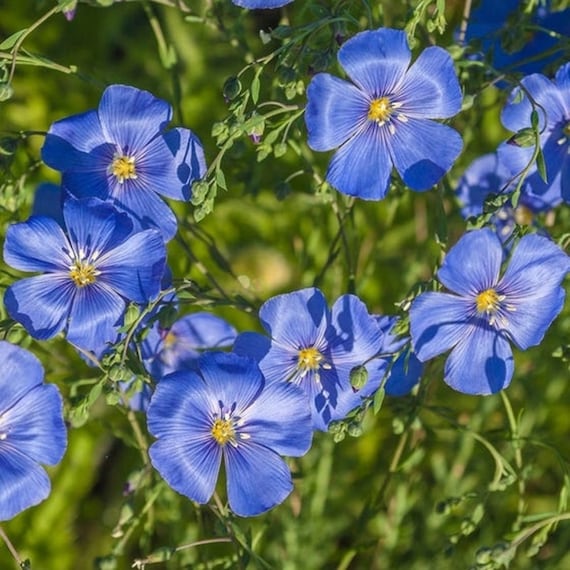 Blue Linum Lewisii Flower Seeds for Planting - 100