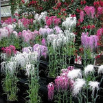 fragrant dianthus flowers attracting pollinators

