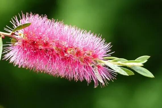 Pink Brush Callistemon Planting Seeds for Garden NON GMO Seeds Dhara Seeds