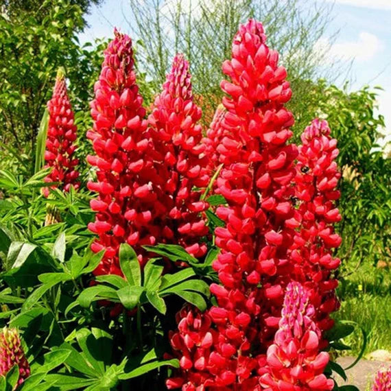 Red Lupin Plant Seeds for Planting – Vibrant Blooms, Non-GMO Heirloom Garden Seeds