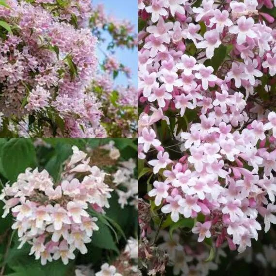 Pink Linnaea Amabilis Flower Seeds for Planting - NON GMO Seeds Dhara Seeds