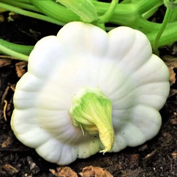 Mixed Patty Pan Seeds for Planting heirloom & Non-GMO Seeds