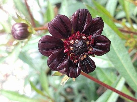 Cosmos atrosanguineus Flower Seeds for Planting – Black Magic Variety