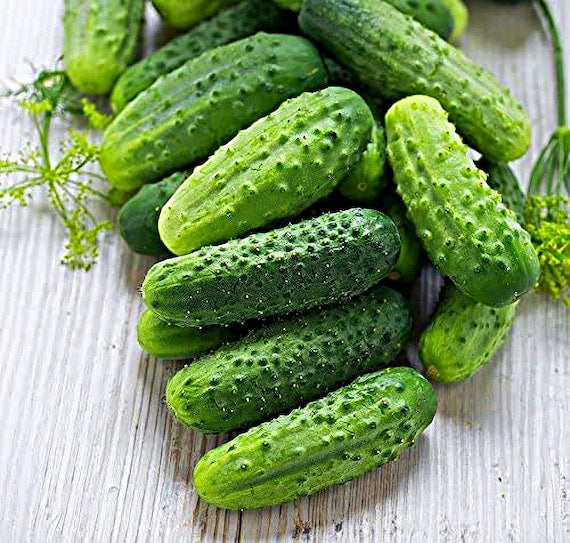 Cucumber Viskonsin Cucumis sativus vegetable seeds for planting in vertical garden or kitchen garden