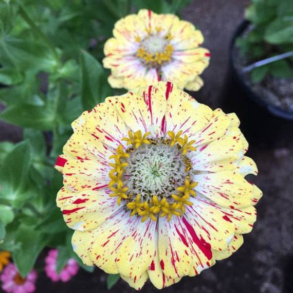 Zinnia elegans Candy Stripe Flowering Seeds For Planting in home garden or seasonal flower beds