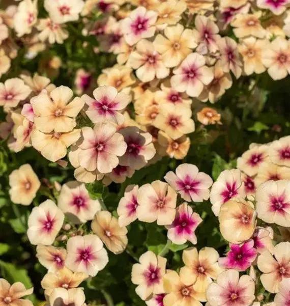 Phlox cherry caramel Flower Seeds for Planting - Organic, Heirloom & Non-GMO Garden Seeds Dhara Seeds