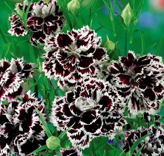 Heirloom Non-GMO Carnation Flower Seeds for Planting – Fragrant Blooms - Non-GMO for planting in home garden