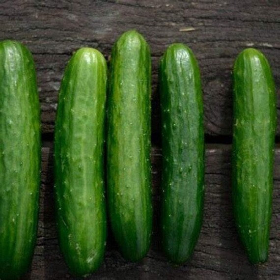 Cucumber Seeds - Poinsett 76