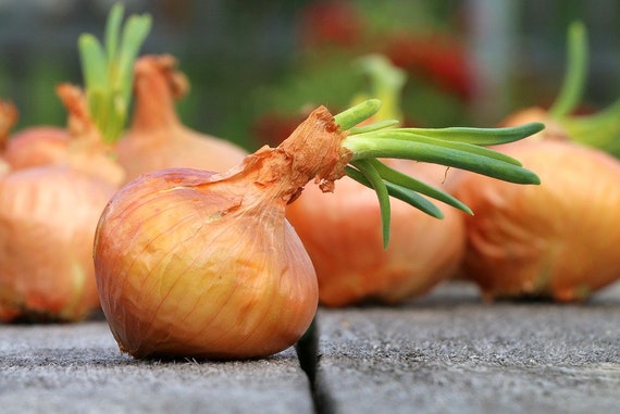 Onion Allium Cepa Vidalia Sweet Vegetable Seeds for Planting – Heirloom Onion Variety for Fresh and Cooked Dishes
