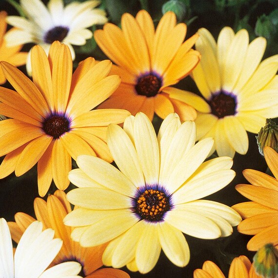 Daisy Dimorphotheca aurantiaca Flower Seeds for Planting in home garden beds or decorative borders