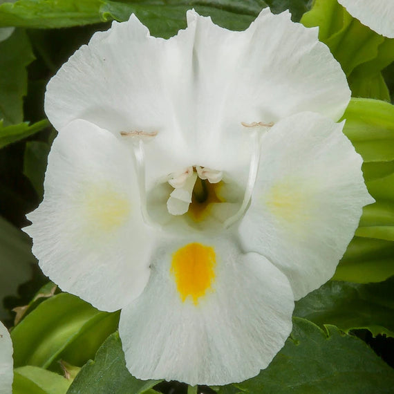 White Torenia Seeds