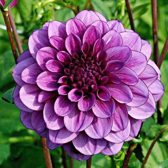 Dahlia Pinnata Lila Milano Flowering Seeds For Planting in home garden or ornamental beds