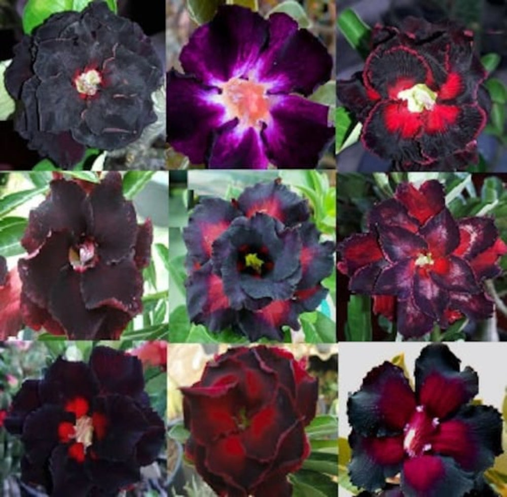 Red Black Rimblack Desert Rose Seeds for Planting Adenium Obesum Flower Perennial Exotic – Heirloom, Non-GMO