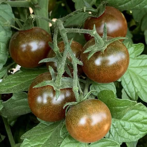 Brown Berry Tomato Seeds for Planting – Heirloom, Non-GMO, Sweet & Juicy Tomatoes