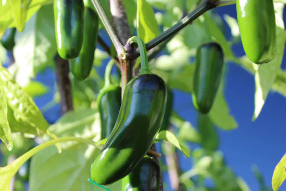Early Jalapeno Organic Pepper Seeds | Early-Maturing Classic Jalapeños – Heirloom, Non-GMO, High Germination Organic Garden Seeds