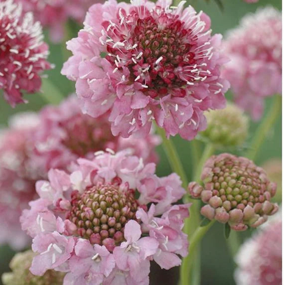 Sweet Scabious Salmon Queen