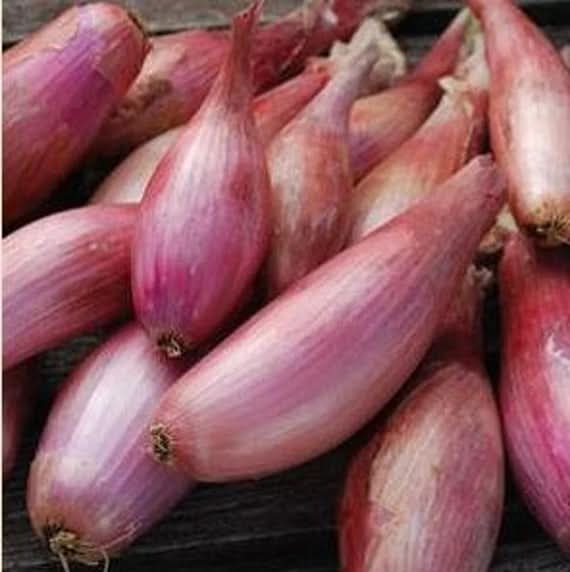 Onion Shallots (Scallions) Vegetable Seeds for Planting