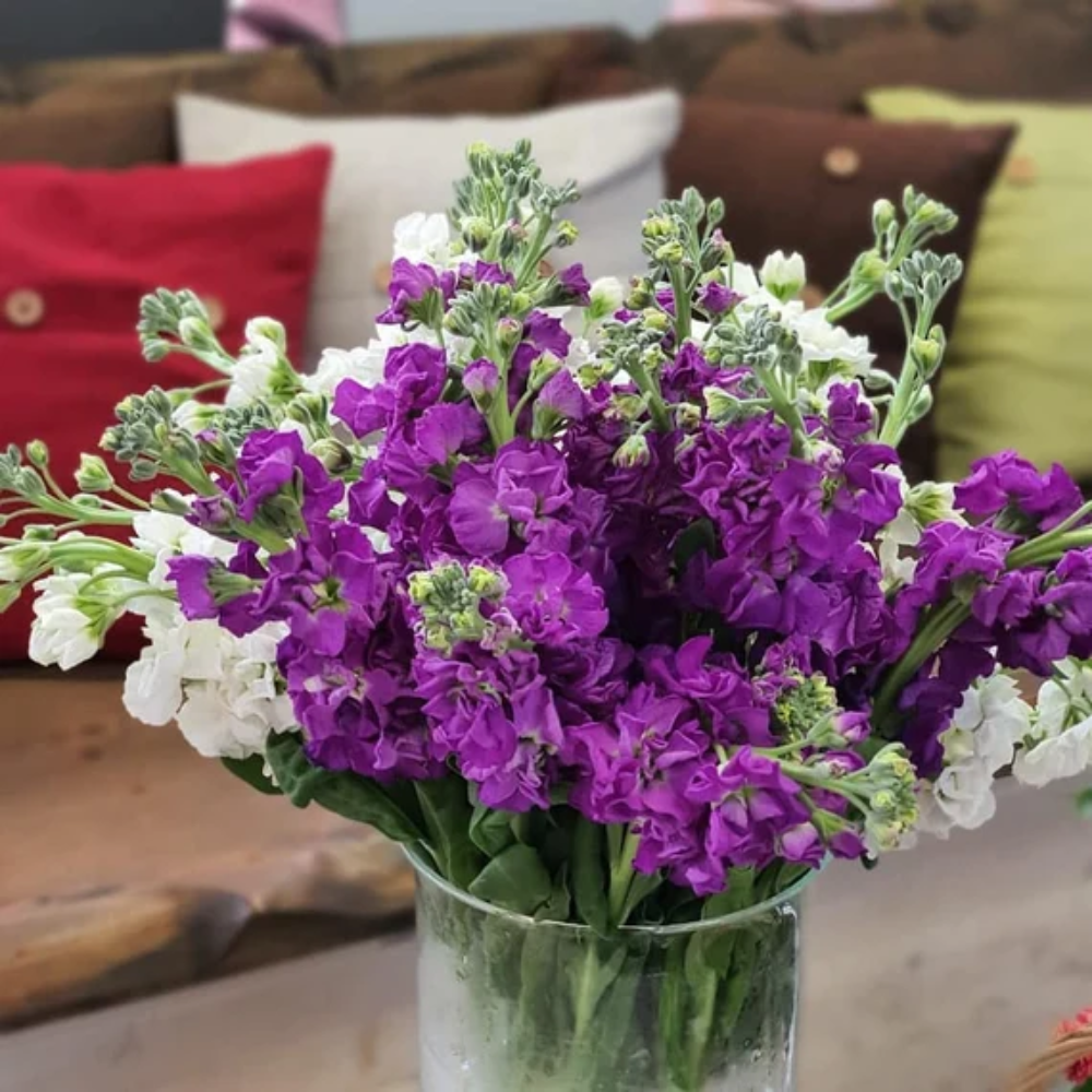 Organic Purple Hoary Stock Flower Seeds for Planting – Heirloom, Non-GMO