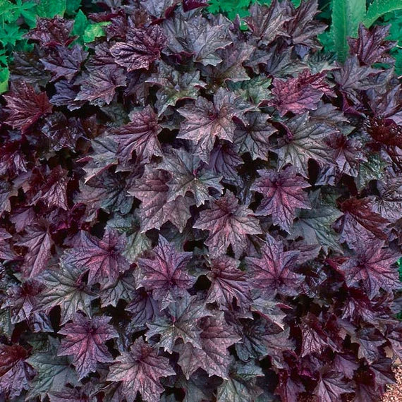 Purple Coral Bell Plant Seeds – Heirloom, Non-GMO Seeds for Planting Colorful Garden Foliage
