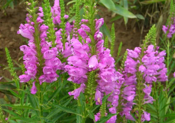 Pink Physostegia Flower Seeds for Planting 100