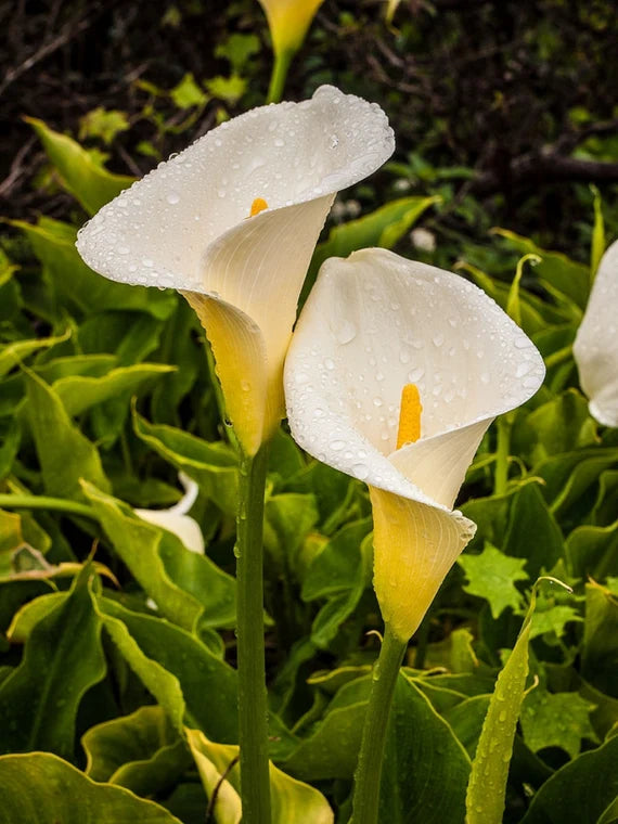 Calla Lily Flowering Seeds For Planting and Gardening