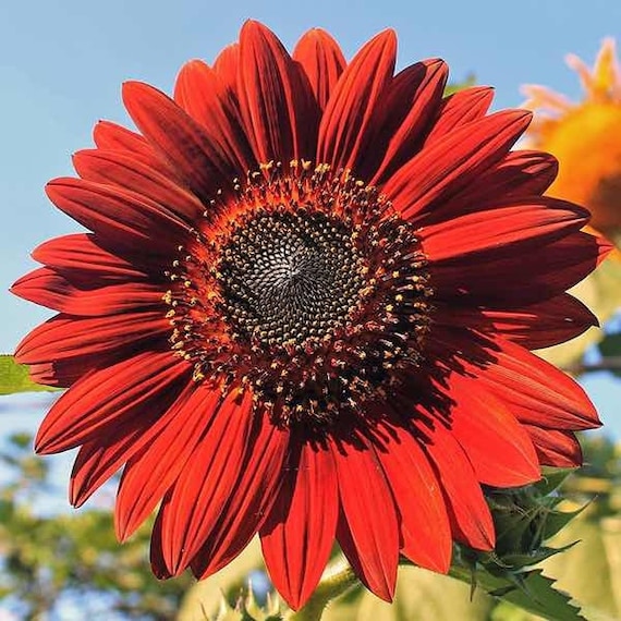 Sunflower Helianthus annuus Red variety flower seeds for planting in home garden or pollinator beds