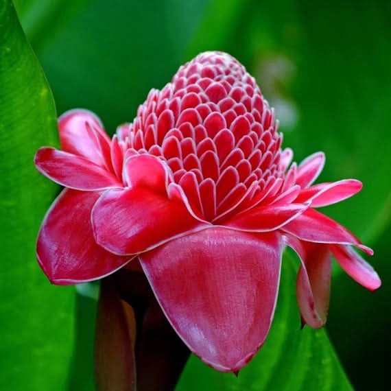 Red-green torch ginger plant seeds