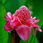 Red-green torch ginger plant seeds