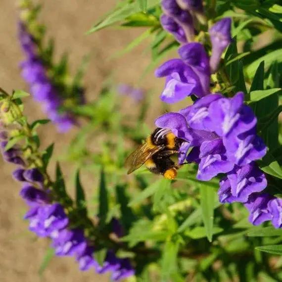 Chinese Skullcap Flower Seeds for Planting, NON GMO Seeds Dhara Seeds