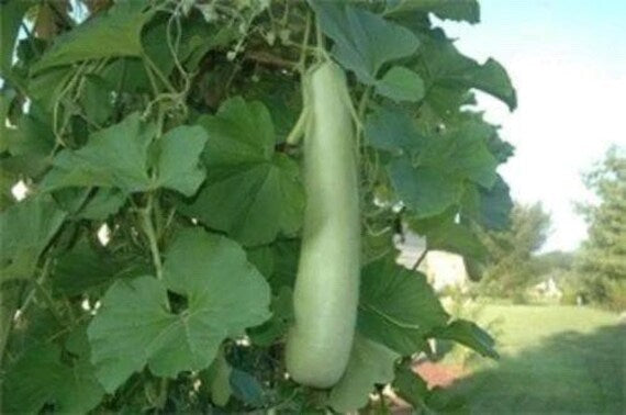 Bottle gourd-Bhim