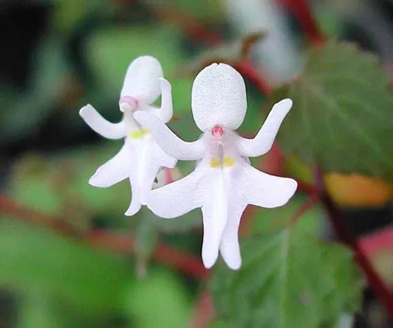 Baby Face Orchid Flower Seeds for Planting, NON GMO Seeds Dhara Seeds