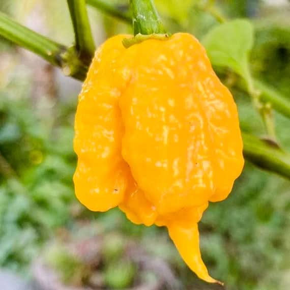 Yellow Reaper Capsicum chinense seeds for garden planting