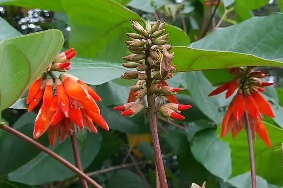 Orange Green Erythrina Flower Seeds for Planting – NON GMO Seeds for planting in home garden