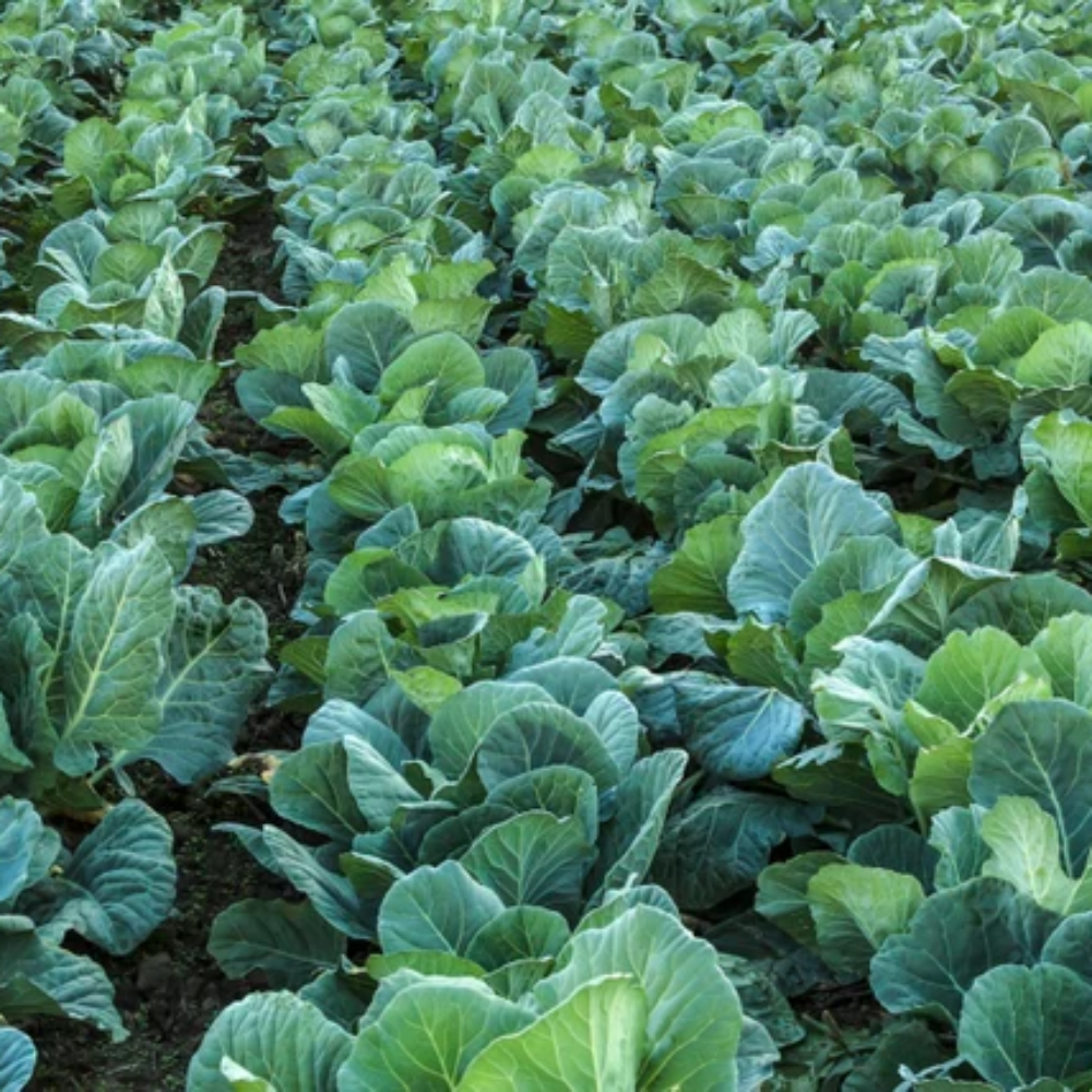 Collards Seeds for Planting Estamited Count – Heirloom, Non-GMO