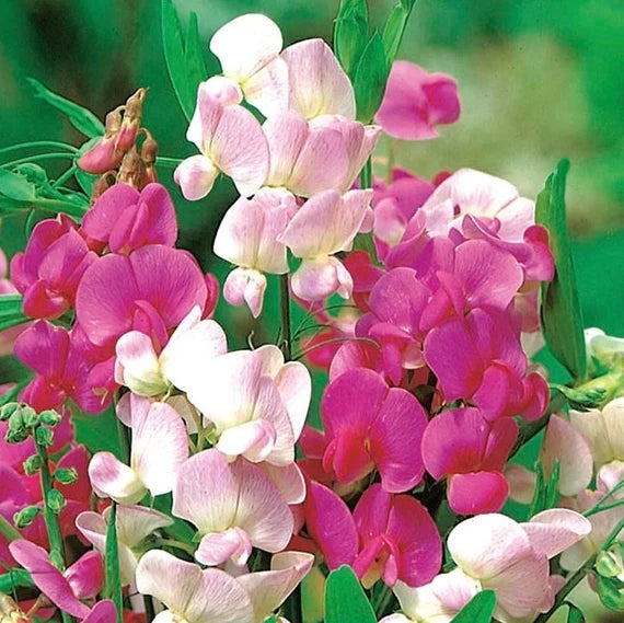 Everlasting Pea Seeds - Mixed