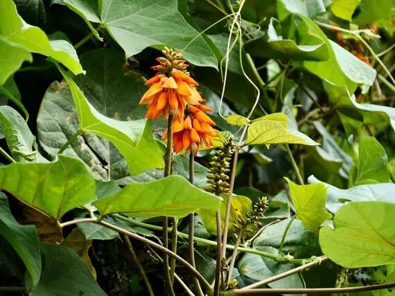 Orange Green Erythrina Flower Seeds for Planting – NON GMO Seeds Dhara Seeds