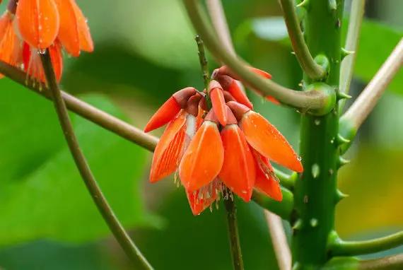 Orange Green Erythrina Flower Seeds for Planting – NON GMO Seeds Dhara Seeds