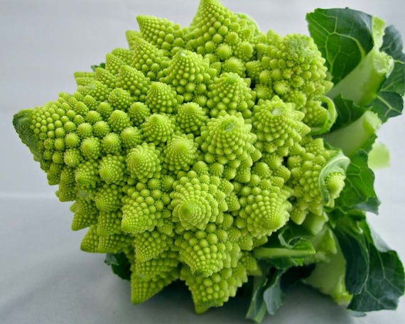 Broccoli Brassica Oleracea Italia Romanesco Non-GMO Organic Vegetable Seeds for Planting – Ideal for Kitchen Garden and Fresh Harvest