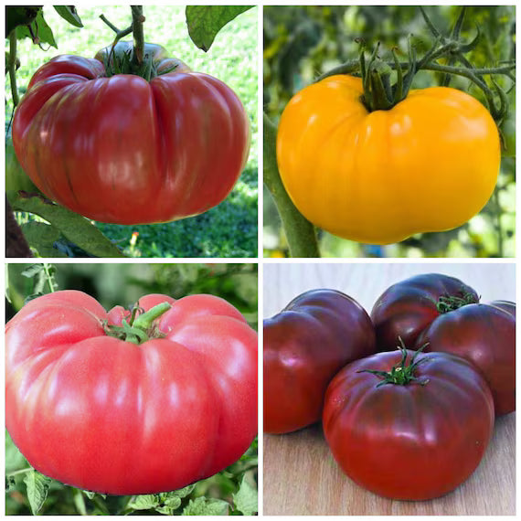 Brandywine Tomato Seeds – Heirloom, Non-GMO, High Germination Organic Garden Seeds