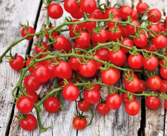 Heirloom Red Currant Tomatoes Seeds for Planting - Non-GMO Garden Seeds