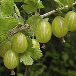 European Gooseberry Ribes uva-crispa seeds for planting in home garden