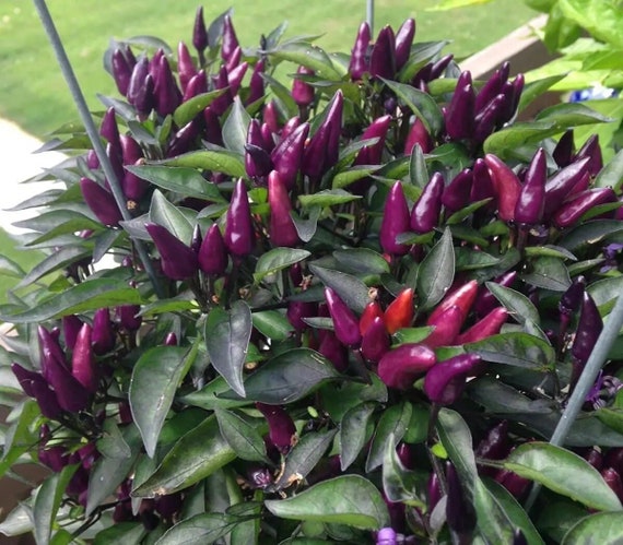 close-up of small conical purple pepper turning bright red


